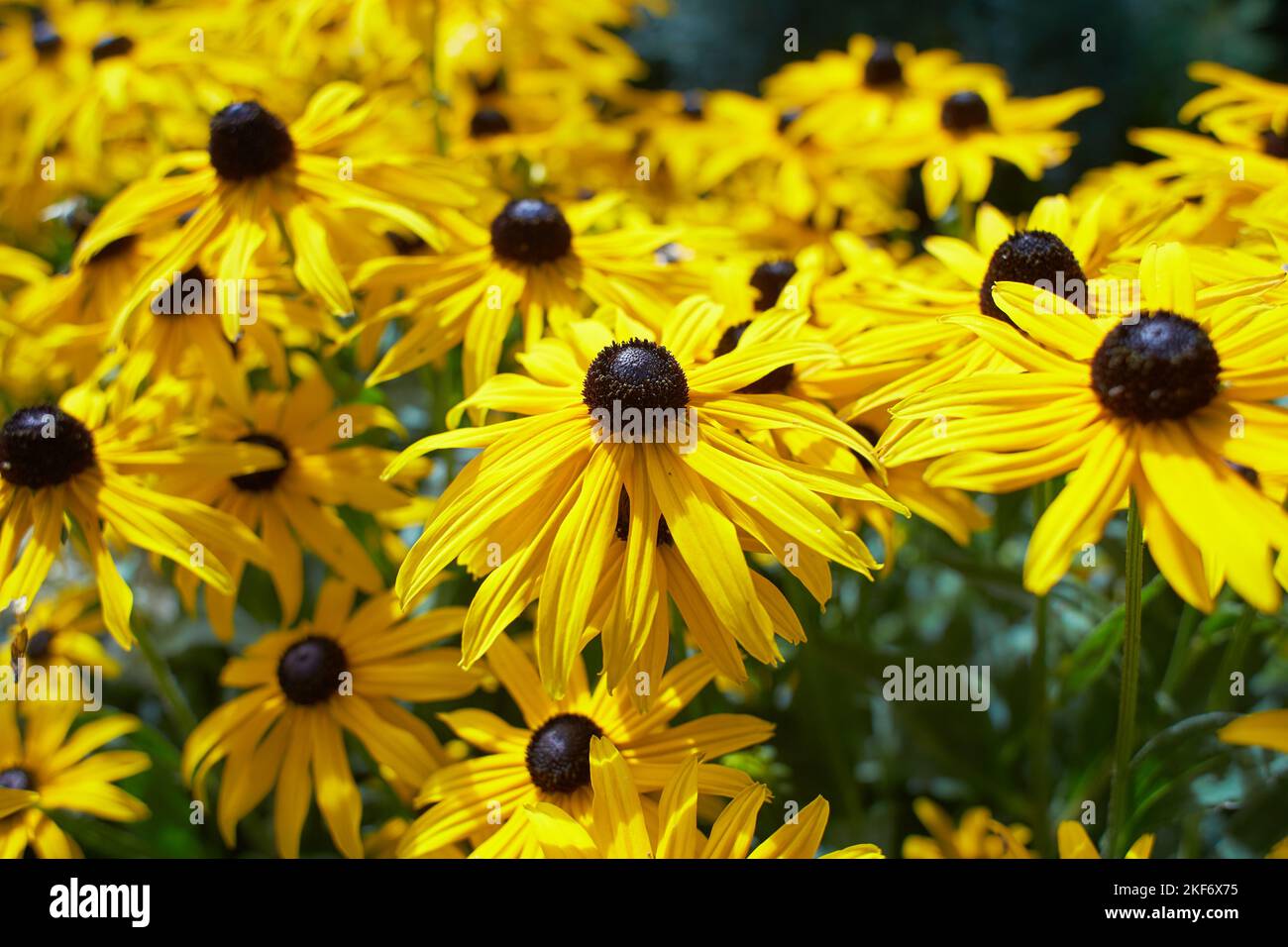 Yellow flowers Black-eyed Susan or Coneflowers in the garden. Summer and spring time Stock Photo