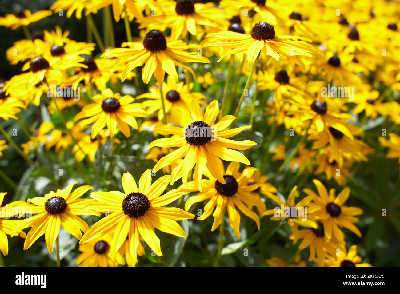 Yellow flowers Black-eyed Susan or Coneflowers in the garden. Summer and spring time Stock Photo