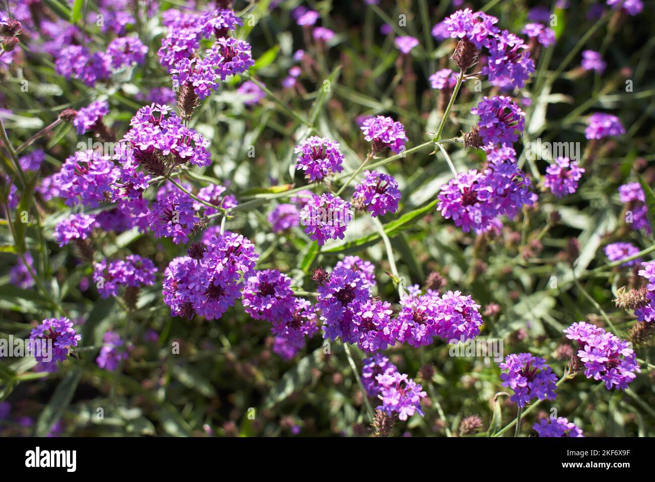 Violet flowers of verbenaceae verbena rigida in the garden. Summer and spring time Stock Photo
