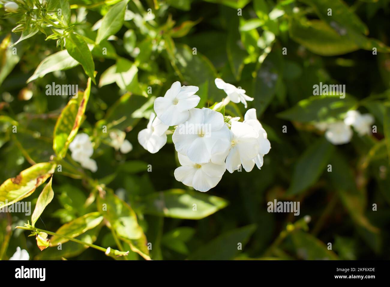 White and white flowers of polemoniaceae phlox paniculata white admiral in the garden. Summer and spring time Stock Photo