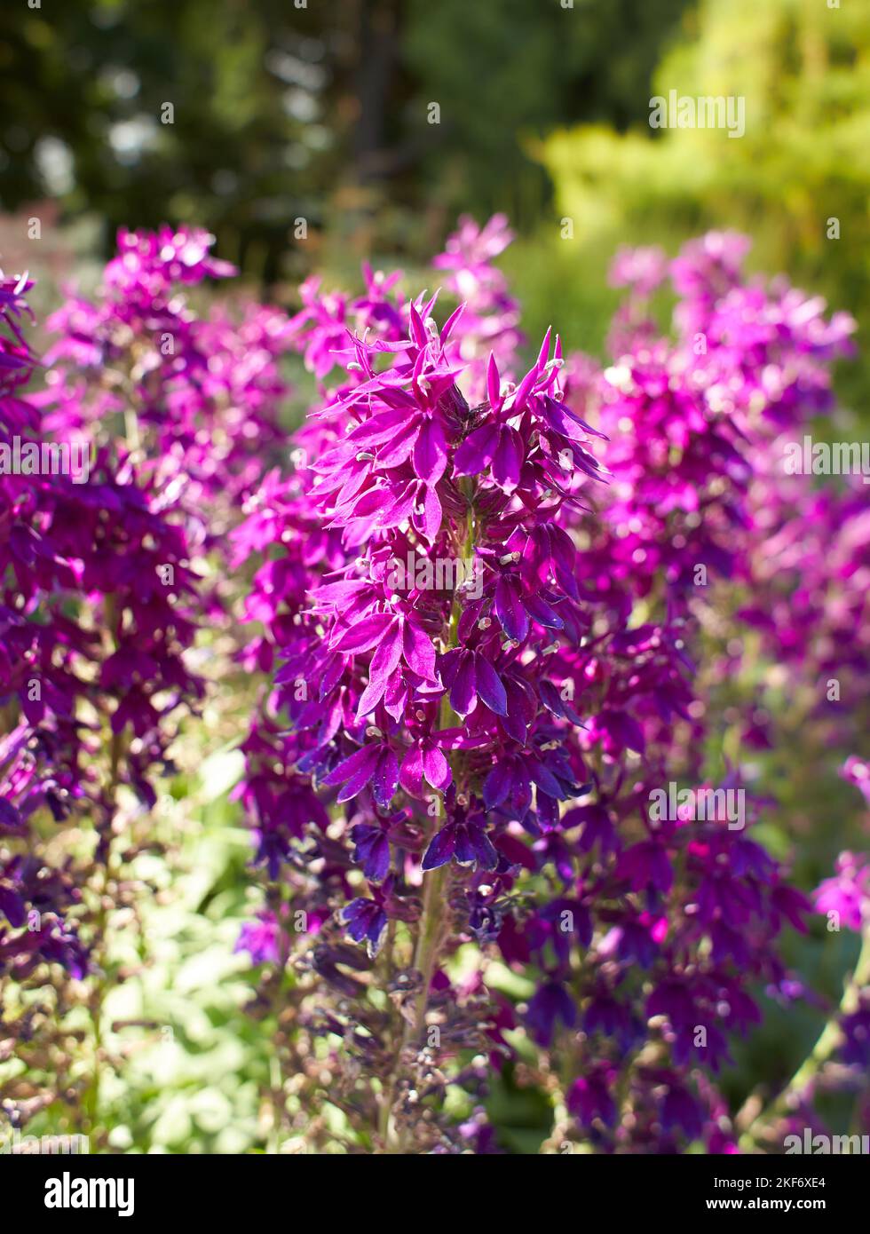 Purple flowers of campanulaceae lobelia speciosa hadspen purple in the garden. Summer and spring time Stock Photo