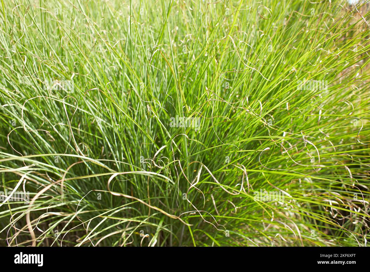 Plant of Carex virgata in the garden. Summer and spring time Stock Photo