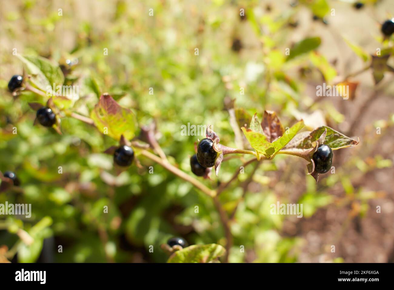 Plant of solanaceae atropa belladonna in the garden. Summer and spring time Stock Photo