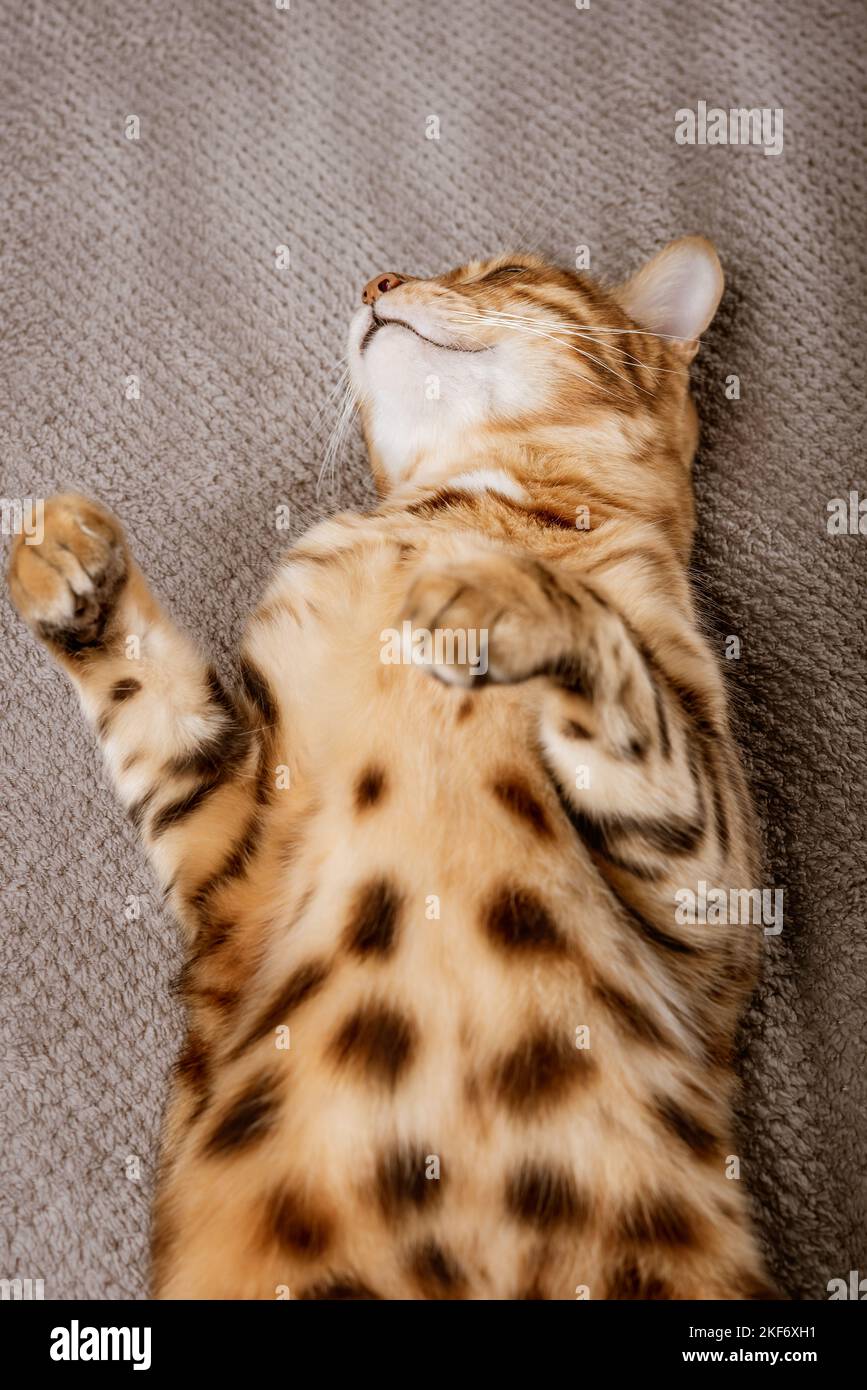 Charming Bengal cat sleeps soundly on a blanket. Vertical shot. Stock Photo