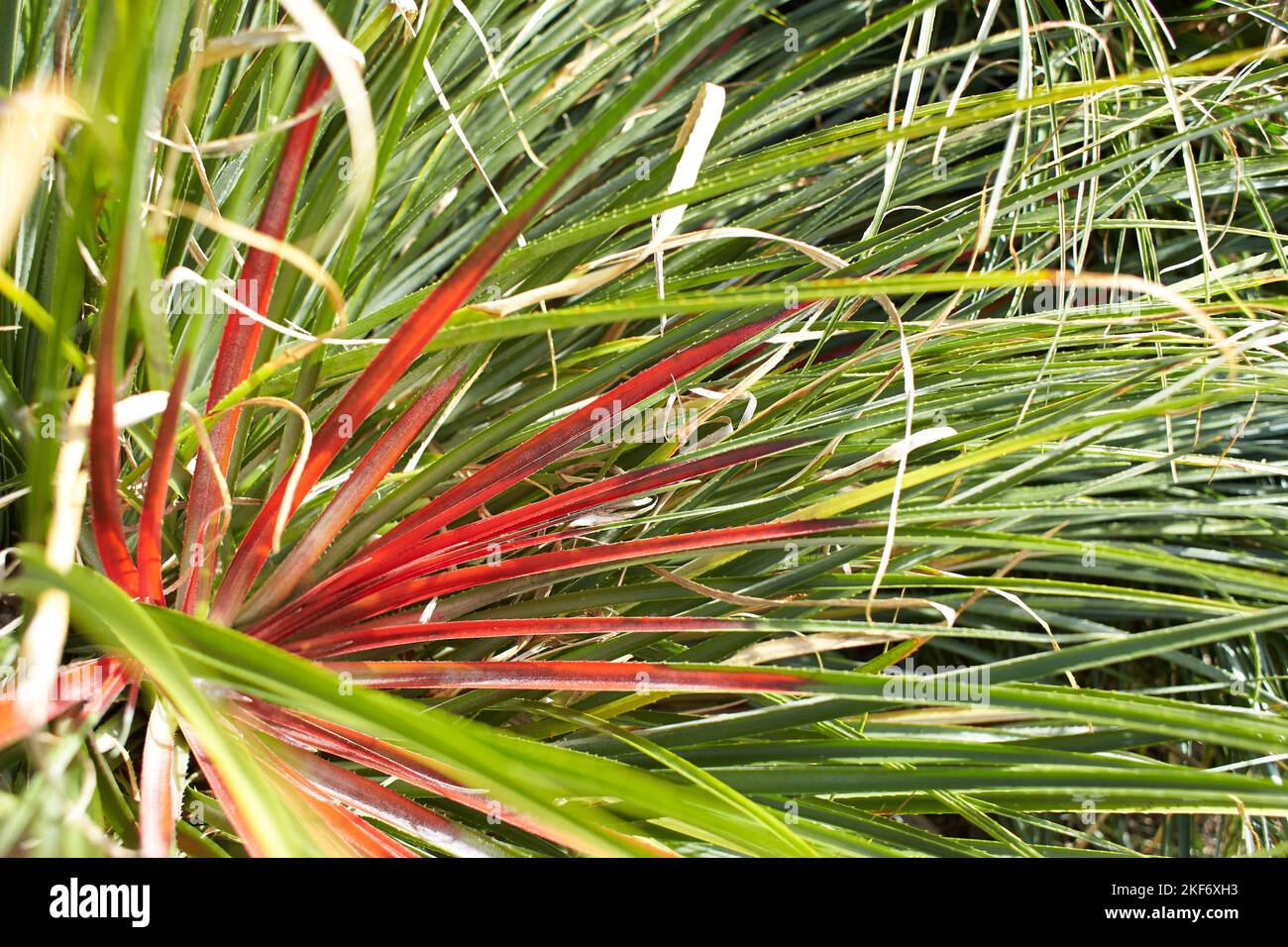 Plant of bromeliaceae fascicularia bicolor in the garden. Summer and spring time Stock Photo