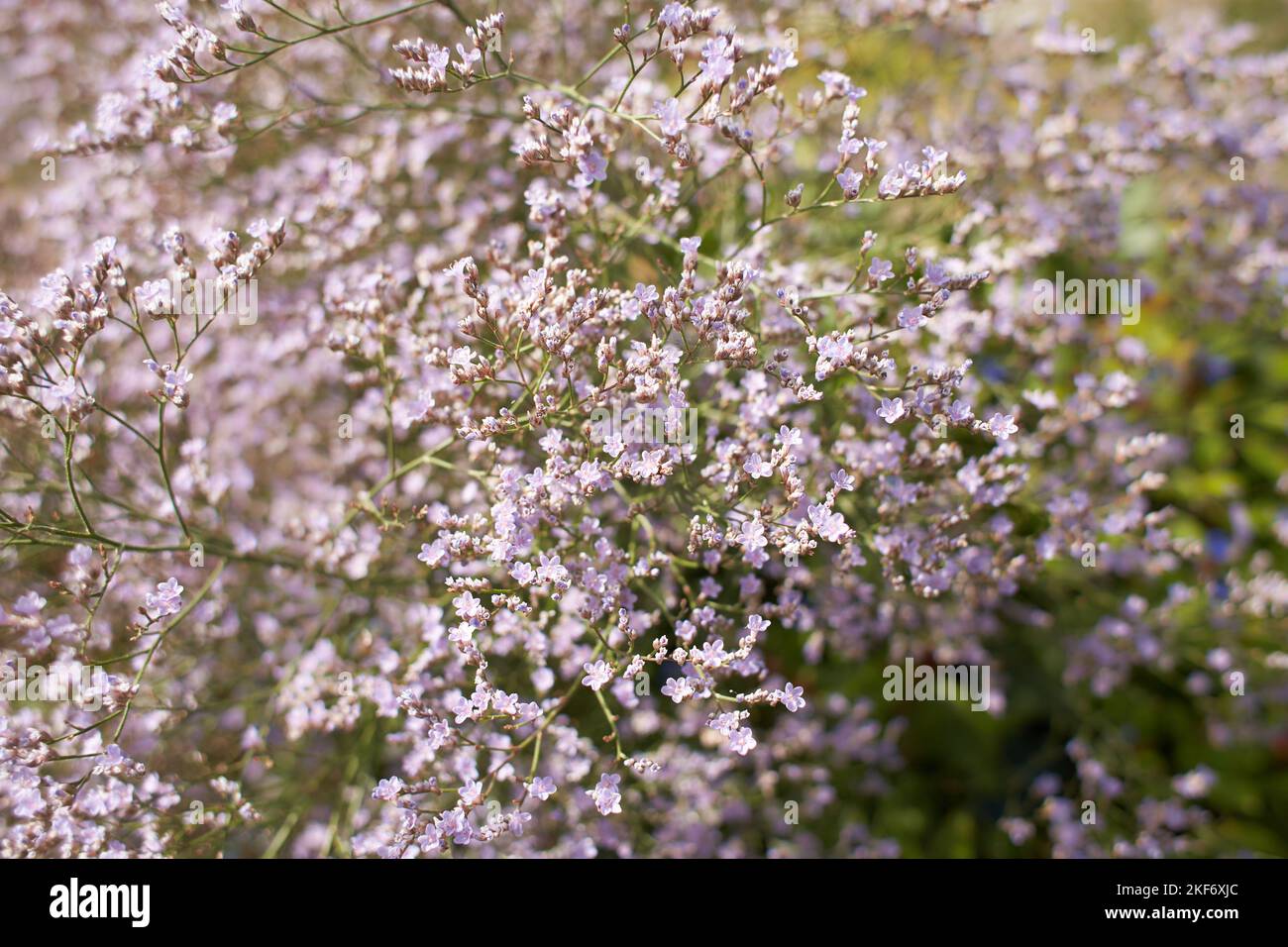 Violet flowers of plumbaginaceae limonium latifolium in the garden ...