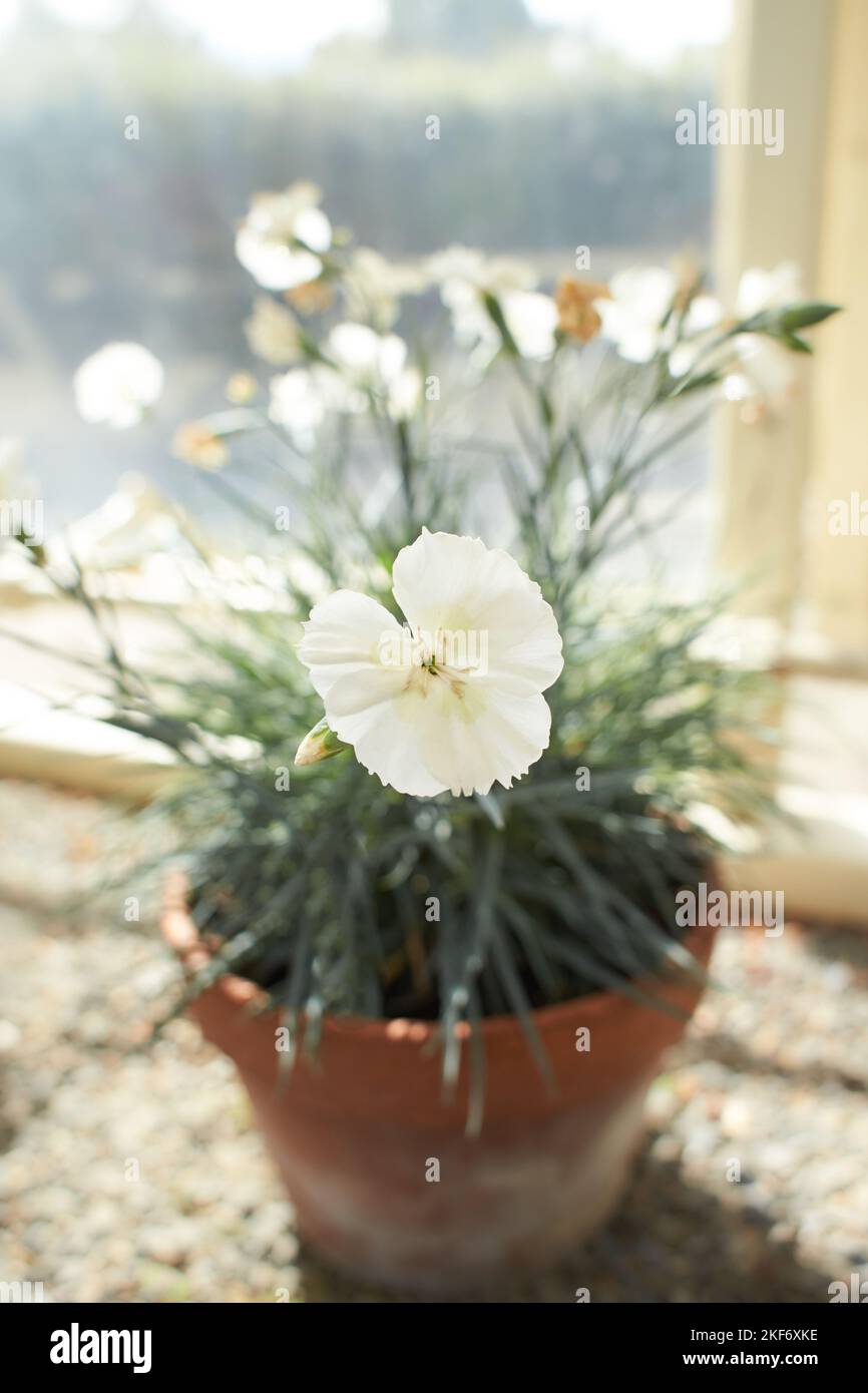 White flowers of Dianthus Key Lime Pie in the garden. Summer and spring time Stock Photo
