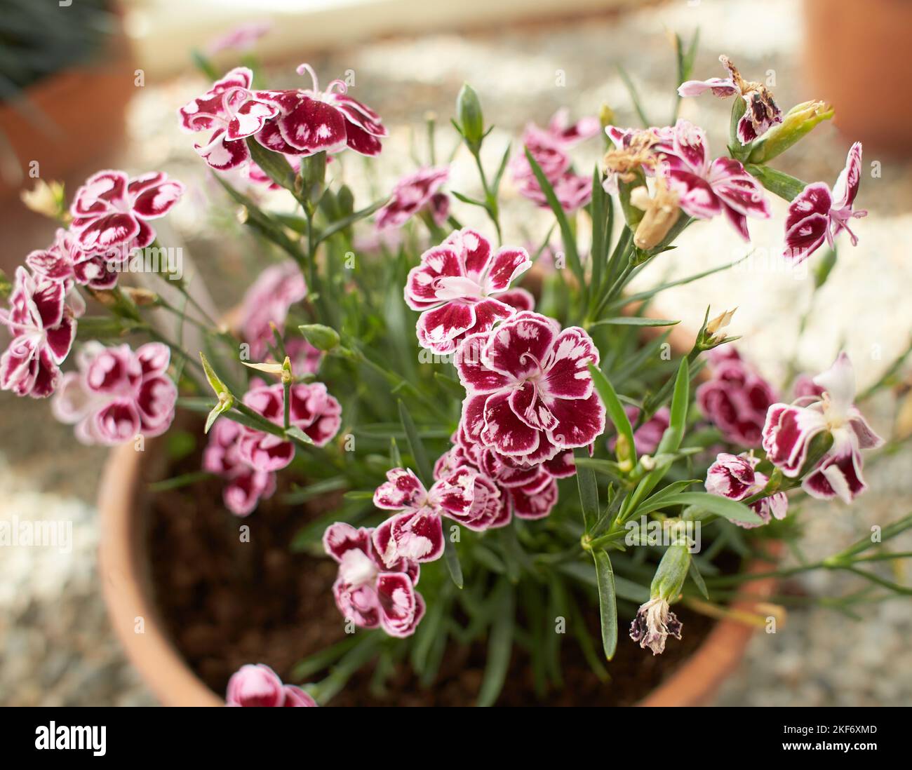 Red an white flowers of dianthus charmy in the garden. Summer and spring time Stock Photo