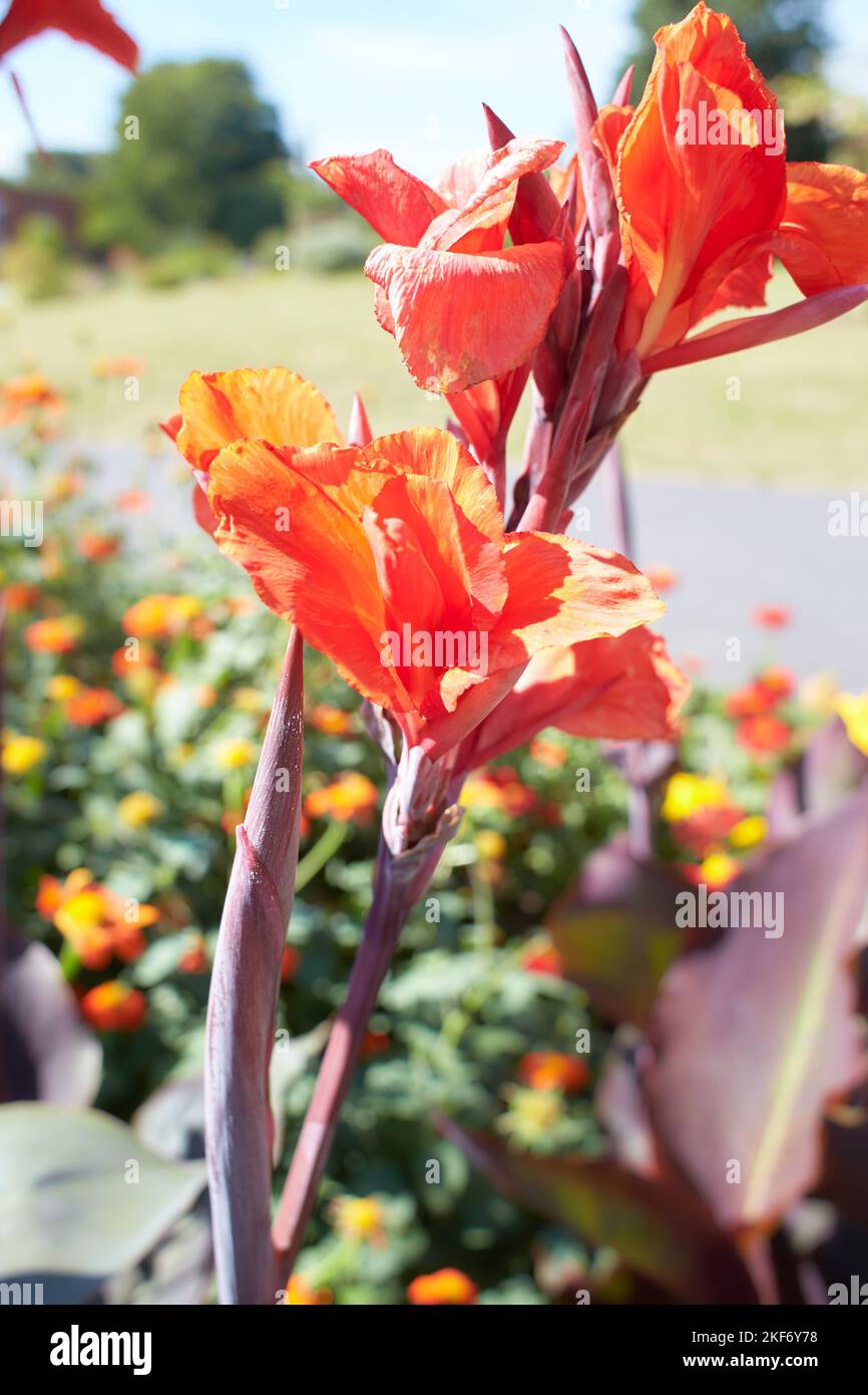 Red flowers of Tall Canna Lilies in the garden. Summer and spring time Stock Photo