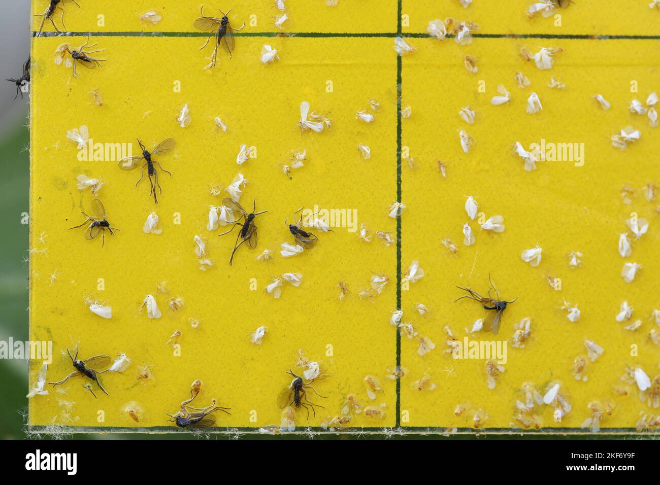Dark-winged fungus gnats and white flies are stuck on a yellow sticky trap. Whiteflies trapped and Sciaridae fly sticky in a trap. Stock Photo