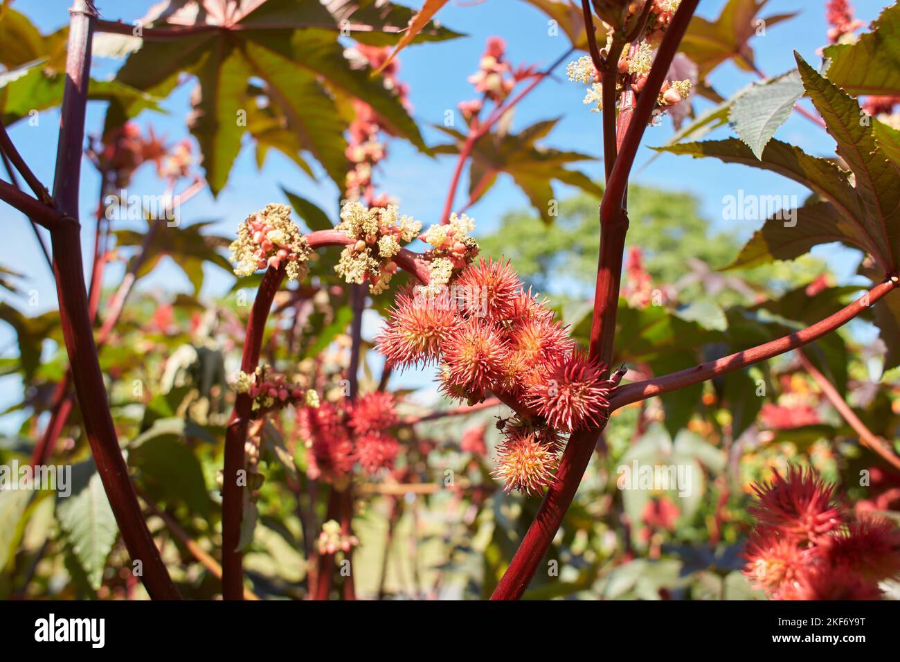 Detail of sweetgum tree with sweet gum balls in the garden. Summer and spring time Stock Photo