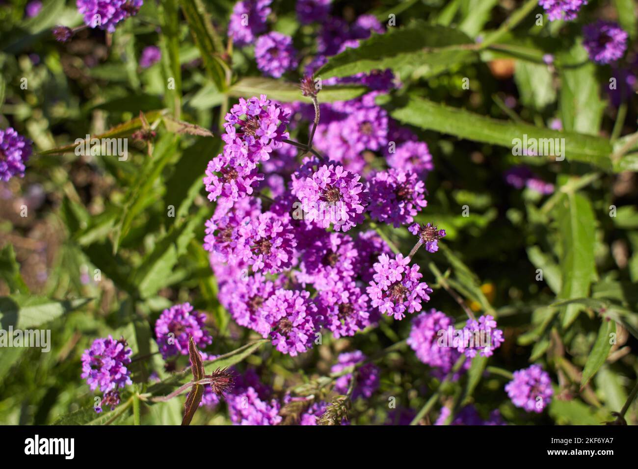 Violet flowers of verbenaceae verbena rigida in the garden. Summer and spring time Stock Photo