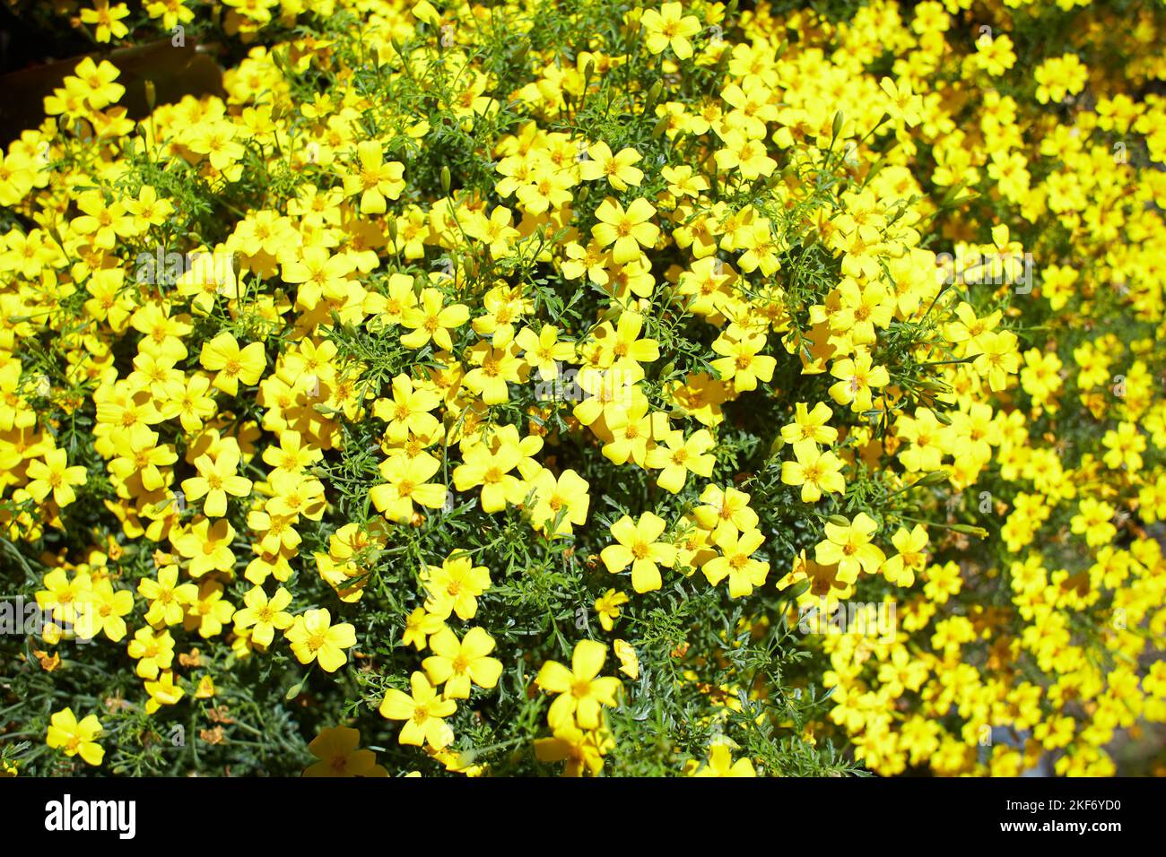 Yellow flowers of tagetes lemon gem asteroceae african marigold in the garden. Summer and spring time Stock Photo