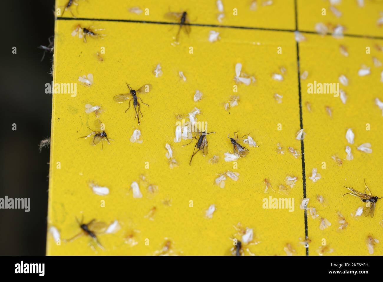 Dark-winged fungus gnats and white flies are stuck on a yellow sticky trap. Whiteflies trapped and Sciaridae fly sticky in a trap. Stock Photo