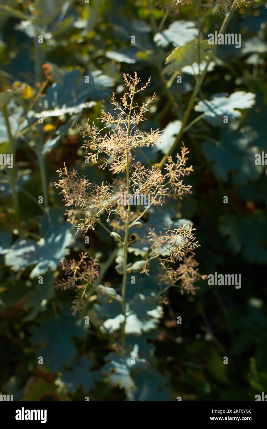 Flowers of macleaya microcarpa in the garden. Summer and spring time Stock Photo