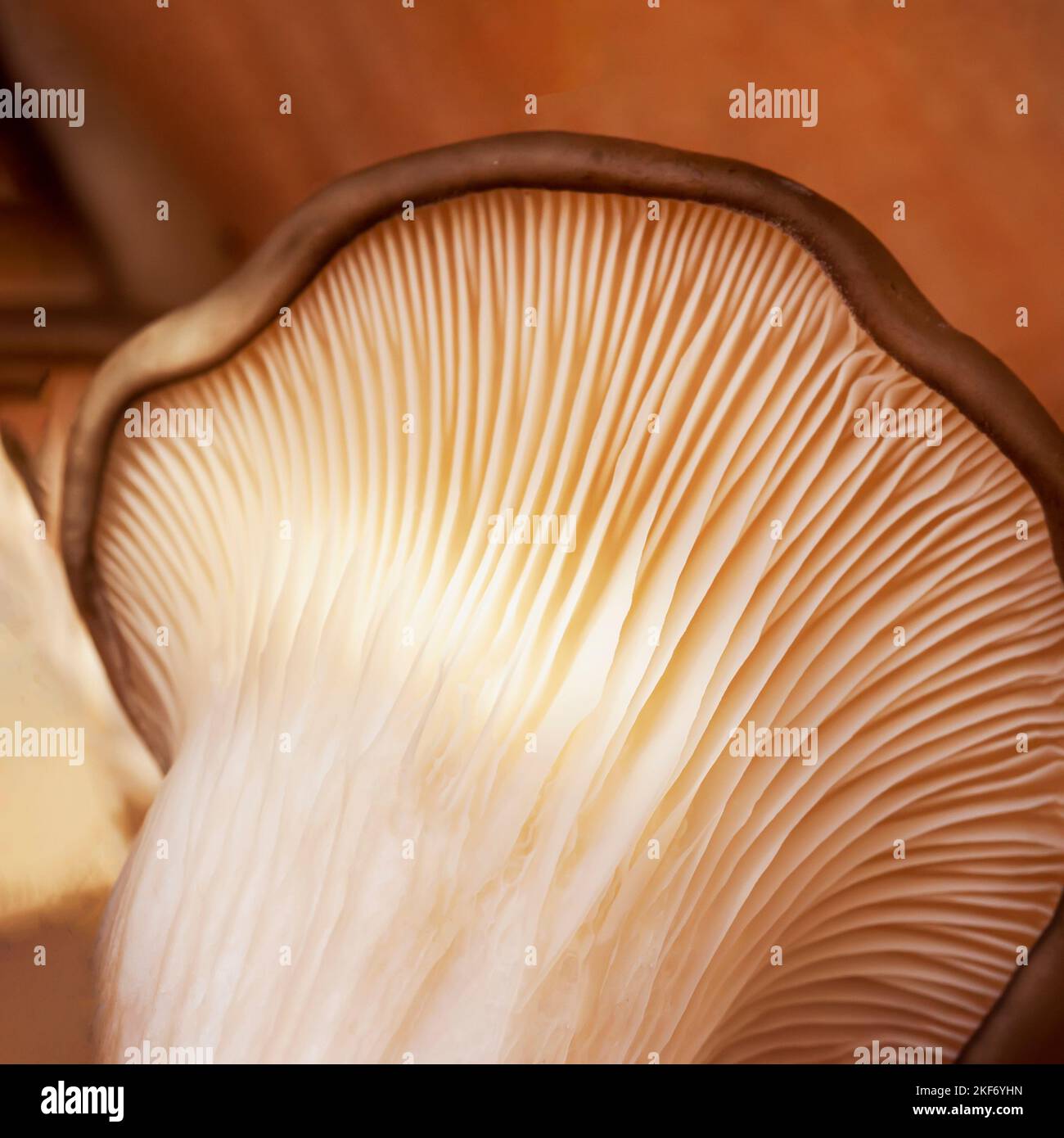 Underside of oyster mushrooms, Pleurotus ostreatus. Mushrooms macro. Mycelium closeup Stock Photo
