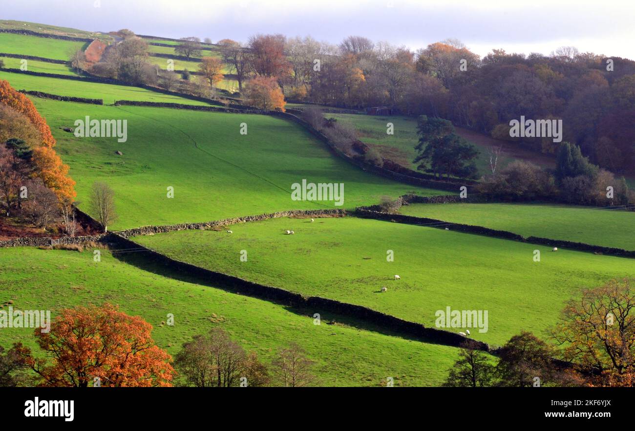Autumn or Autumnal colours on trees and farmland in North Yorkshire, UK Stock Photo