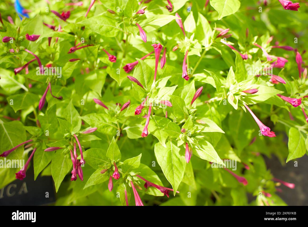 Red flowers lamiaceae salvia elegans tangerine in the garden. Summer and spring time Stock Photo