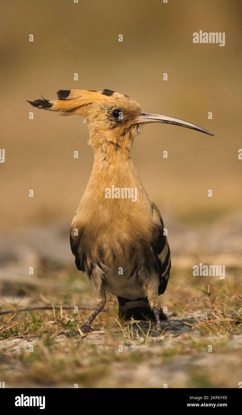 Common hoopoe or African hoopoe, Eurasian hoopoe, Madagascar, Saint