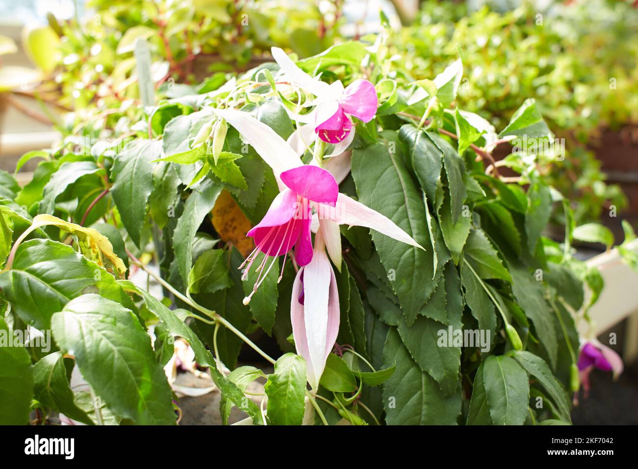 Large number of blooming Pink and white Fuchsia flowers Stock Photo
