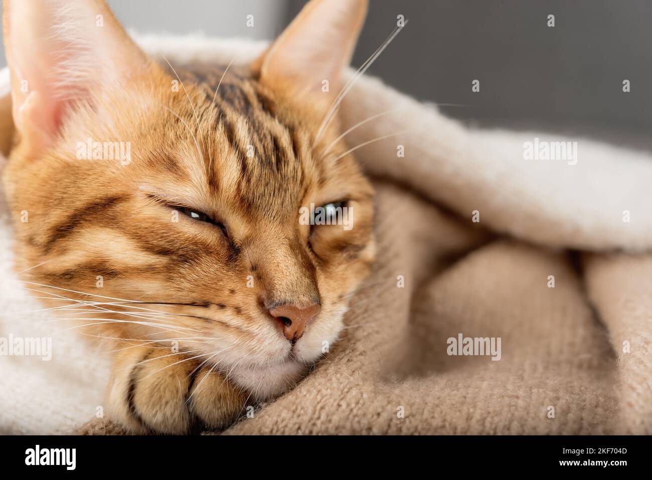 Download Cuddly Relaxing Ginger Cat PFP Wallpaper