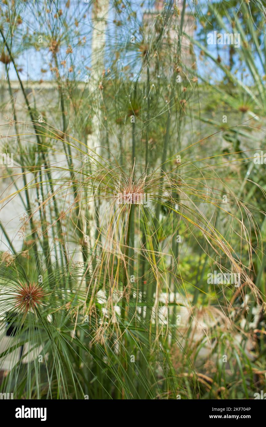 Pappyrus cyperus papyrus in the garden. Summer and spring time Stock Photo