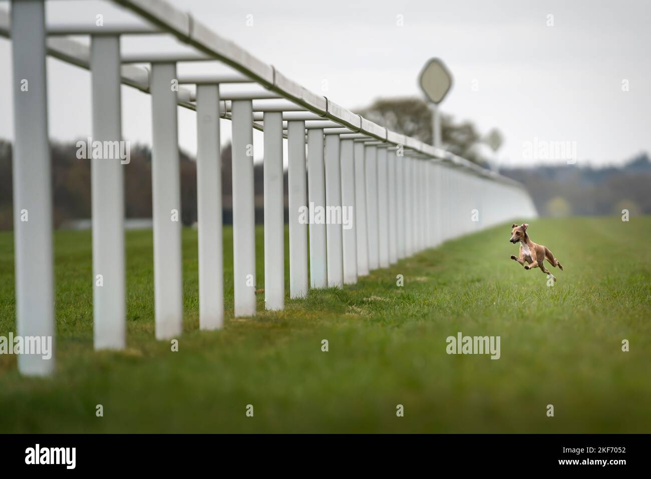 Italian Greyhound fawn in colour, leaping in the air at speed with