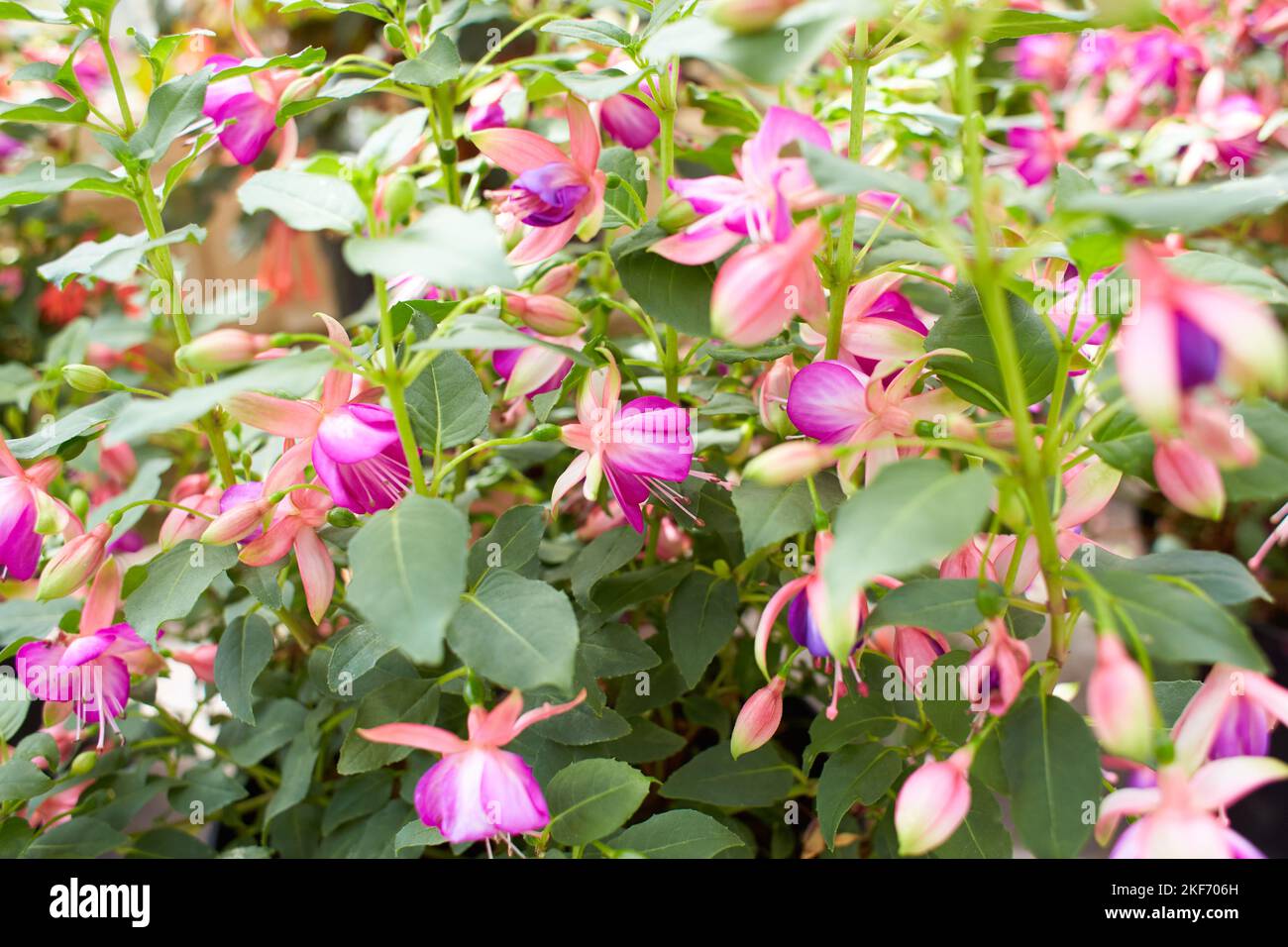Large number of blooming Pink and white Fuchsia flowers Stock Photo