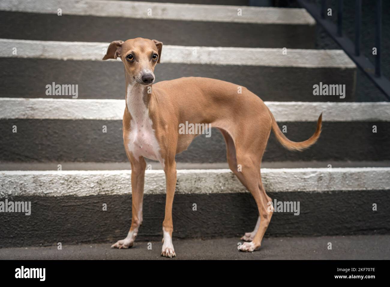 Italian Greyhound - fawn in colour, standing on the stairs and looking directly at the camera Stock Photo