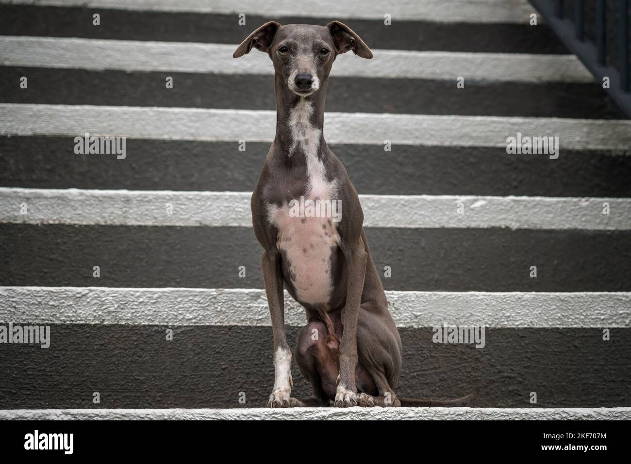 Italian Greyhound - grey brown in colour, standing on the stairs and looking directly at the camera Stock Photo