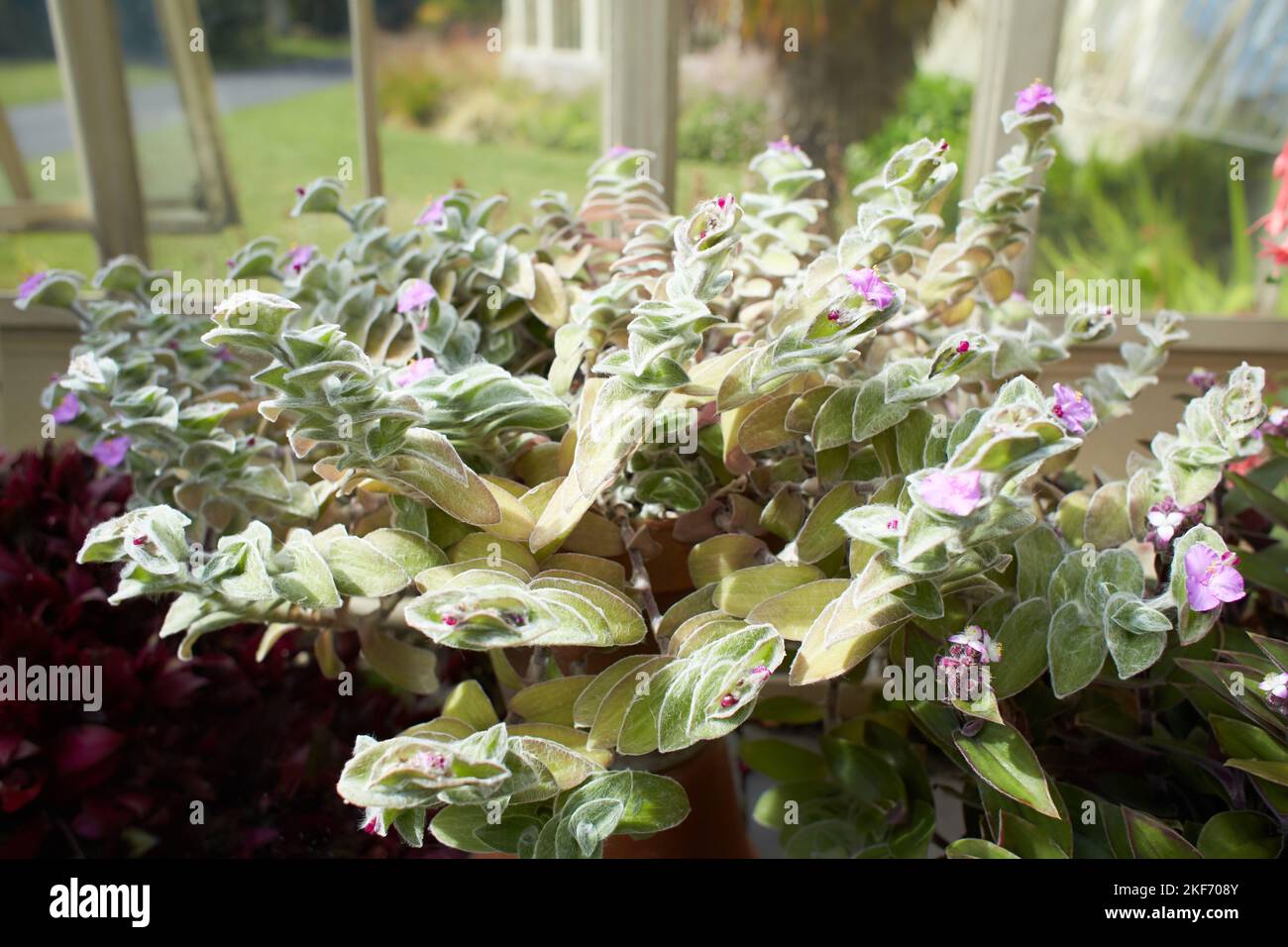 Violet flowers of Tradescantia sillamontana - Cobweb Spiderwort in the garden. Summer and spring time Stock Photo