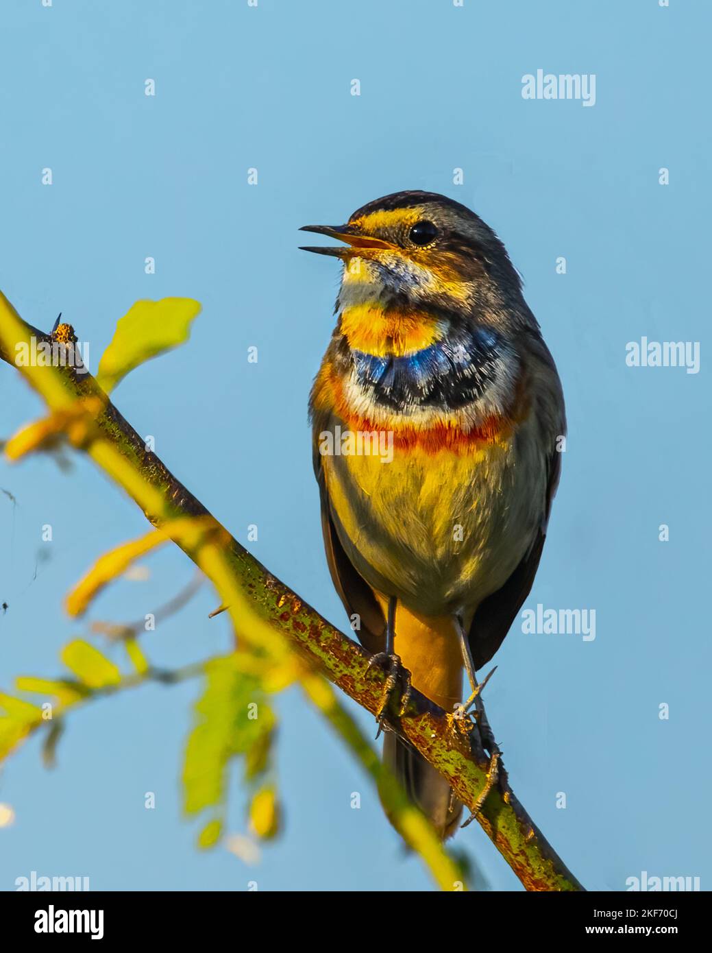 the male bird is the Bluethroat Nightingale sings to attract the