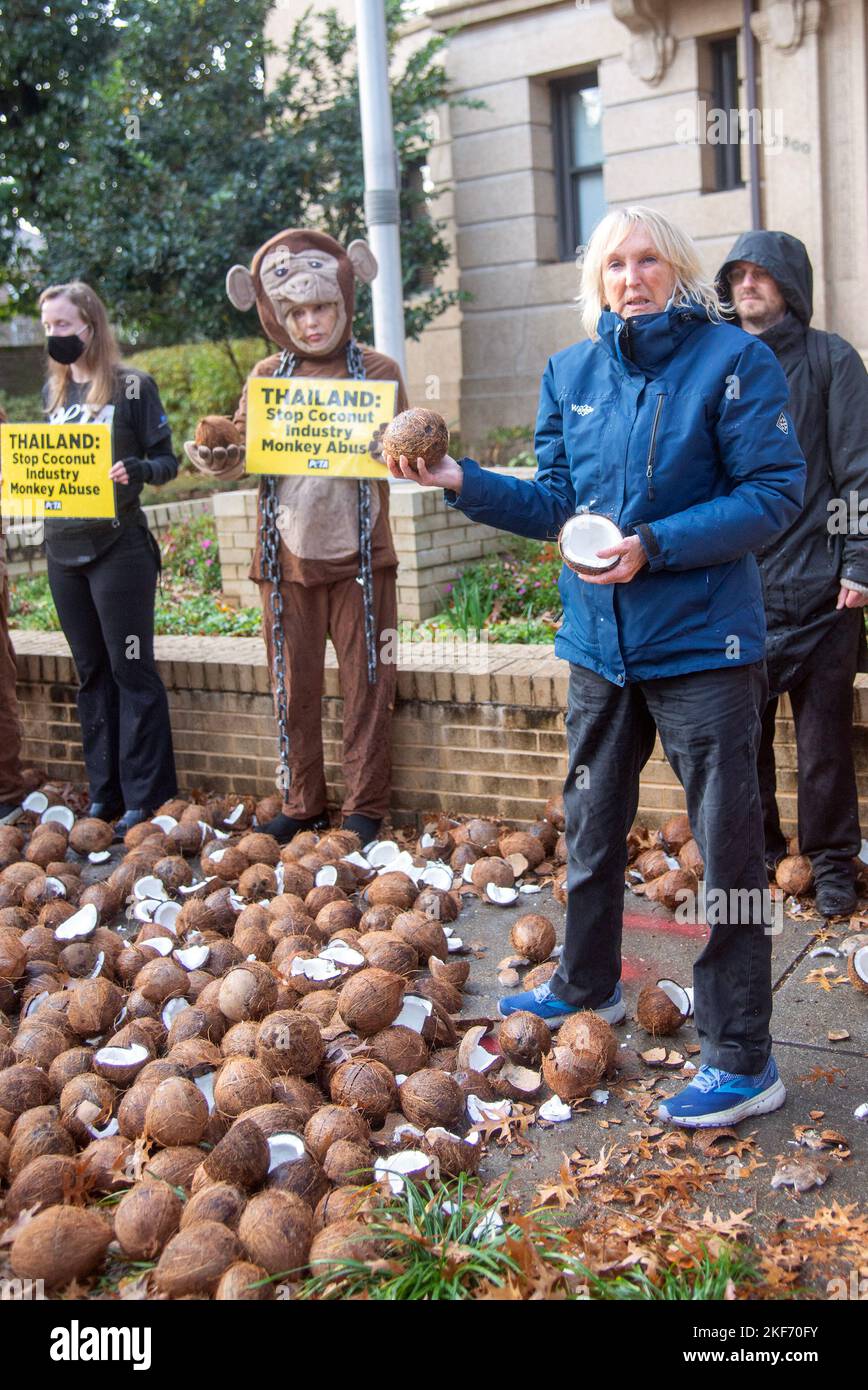 Washington DC, USA. 16th Nov, 2022. Ingrid Newkirk President of PETA protests at the Royal Thai Embassy in Washington DC to protest the use of monkeys that they claim are being used to pick coconuts. PETA activists dressed as monkeys dump coconuts in front of the embassy. November 16, 2022. Credit: Patsy Lynch/Media Punch/Alamy Live News Stock Photo