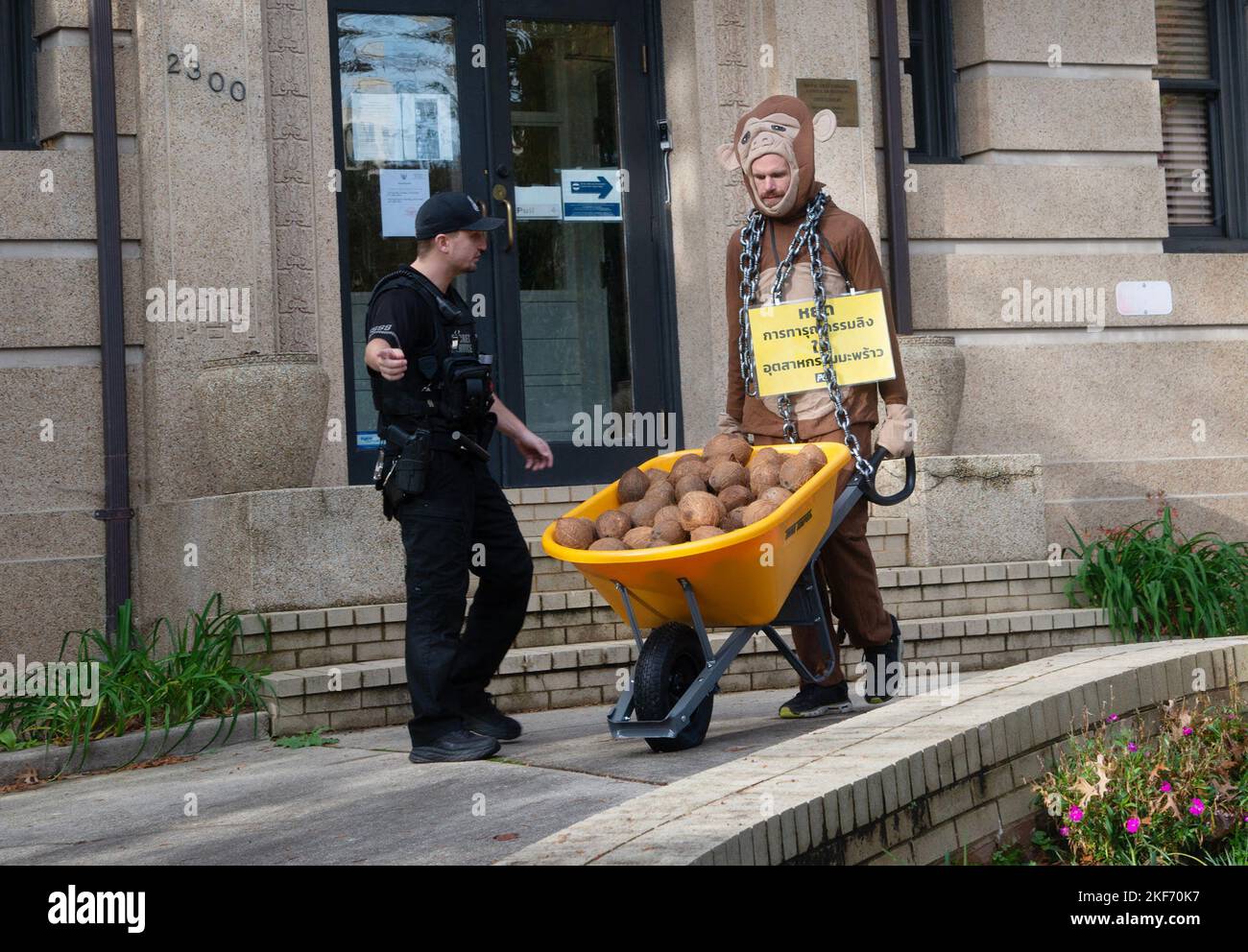 Washington DC, USA. 16th Nov, 2022. PETA protests at the Royal Thai Embassy in Washington DC to protest the use of monkeys that they claim are being used to pick coconuts. PETA activists dressed as monkeys dump coconuts in front of the embassy. November 16, 2022. Credit: Patsy Lynch/Media Punch/Alamy Live News Stock Photo