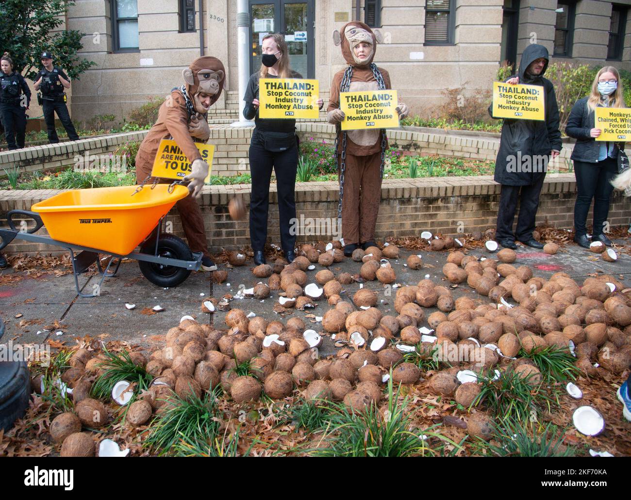 Washington DC, USA. 16th Nov, 2022. PETA protests at the Royal Thai Embassy in Washington DC to protest the use of monkeys that they claim are being used to pick coconuts. PETA activists dressed as monkeys dump coconuts in front of the embassy. November 16, 2022. Credit: Patsy Lynch/Media Punch/Alamy Live News Stock Photo
