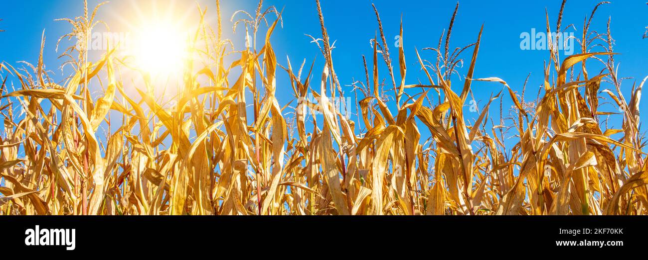 Climate change with drought and heat Stock Photo