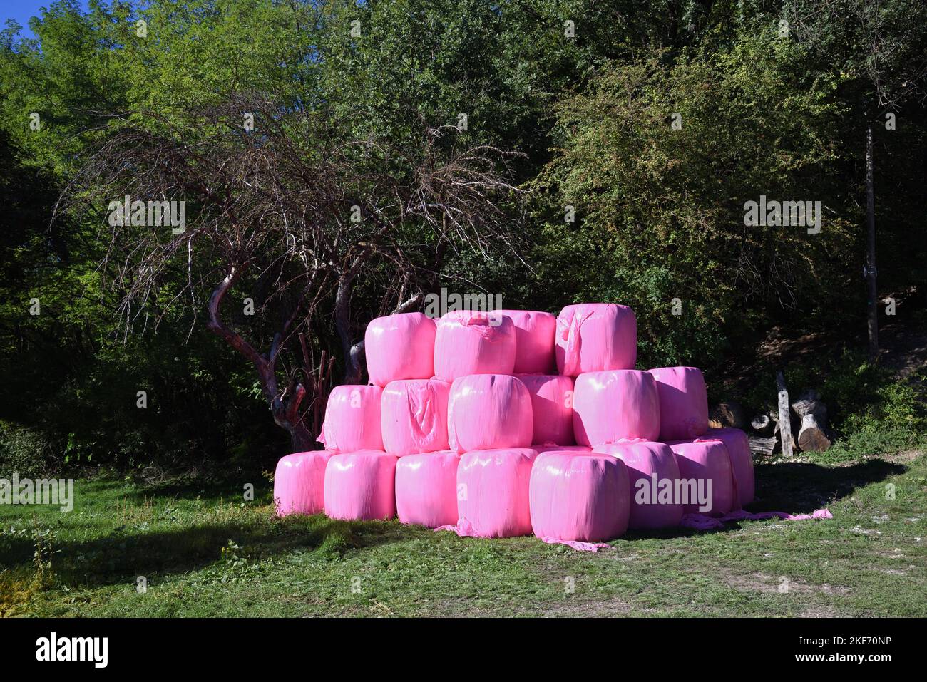 Pile, Stack or Pyramid of Hay Bales or Straw Bales Wrapped in Pink Plastic or Pink Polythene Stock Photo