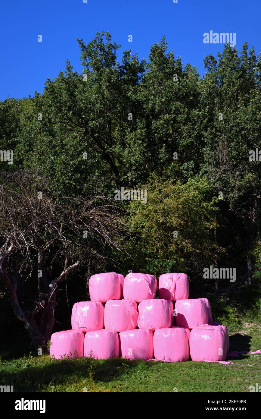 Pile, Stack or Pyramid of Hay Bales or Straw Bales Wrapped in Pink Plastic or Pink Polythene Stock Photo