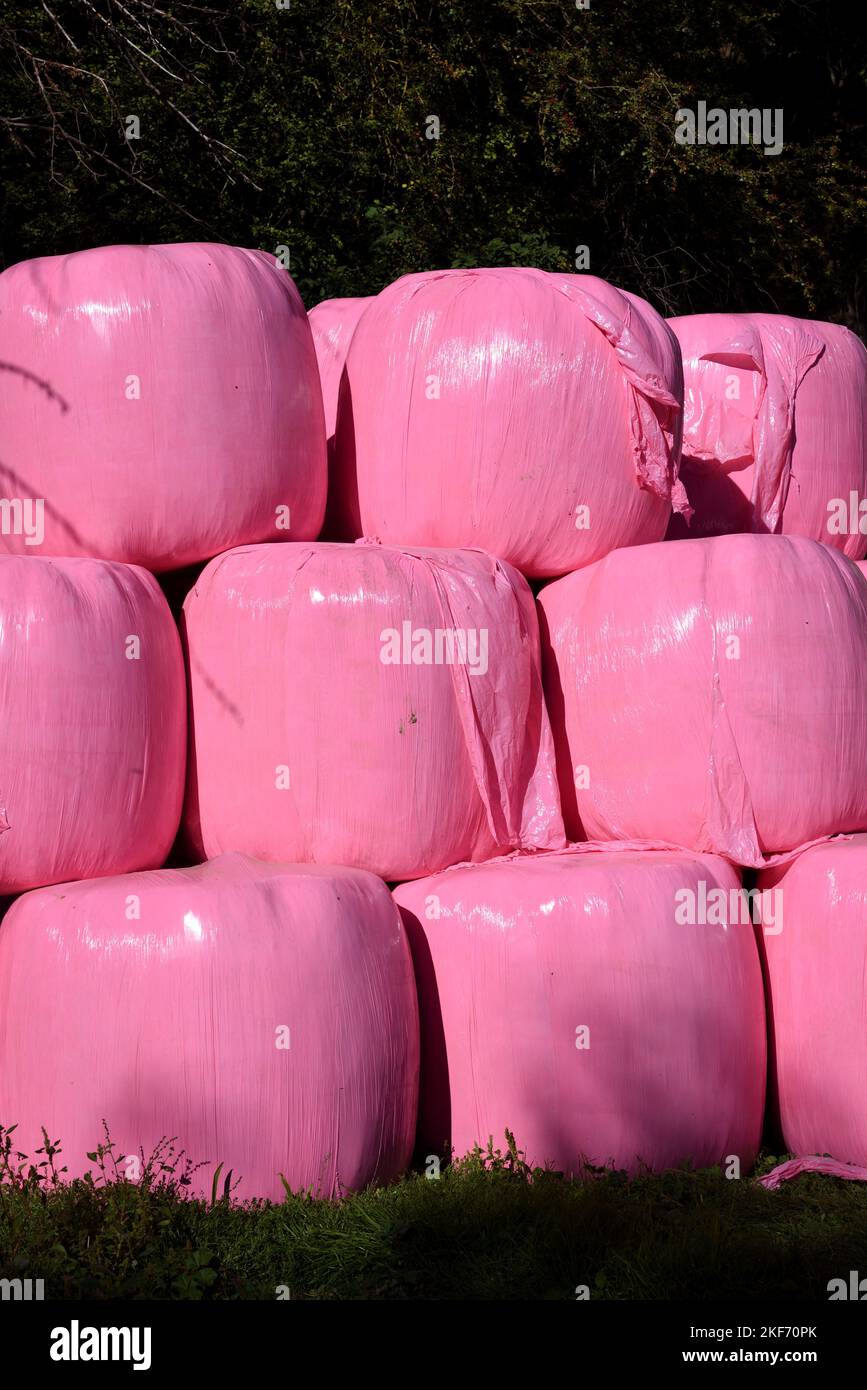 Stack or Pile of Hay Bales or Straw Bales Wrapped in Pink Plastic or Pink Polythene Stock Photo