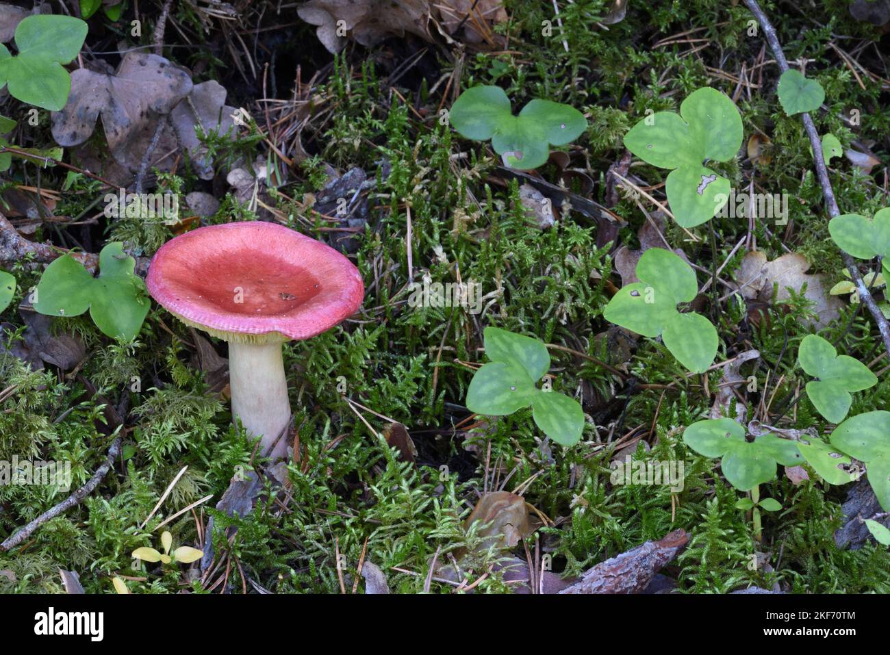 Gooseberry russula queletii mushroom or Fungi Growing in Moss on Forest Floor & 3-lobed Leaves of Common Hepatica, Anemone hepatica, aka Liverwort Stock Photo