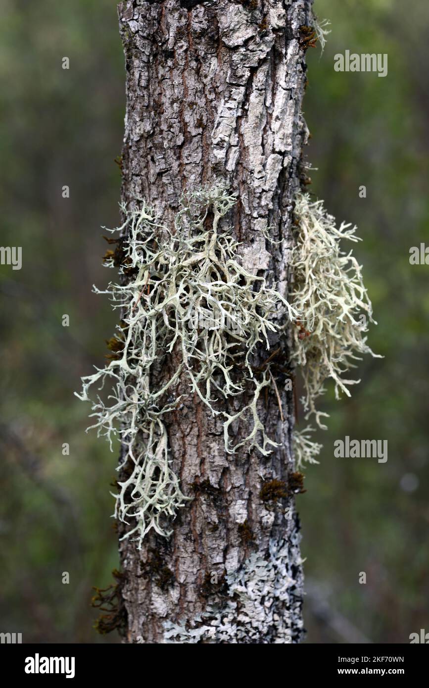 Common Reindeer Lichen, Cladonia portentosa, Growing on Pine Tree Stock Photo