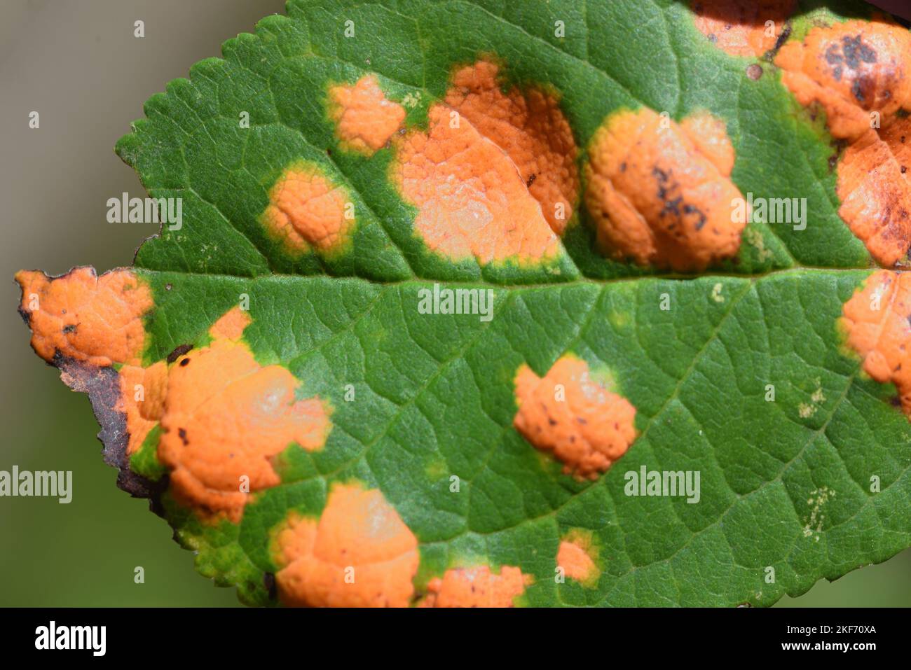 Rust fungus on leaf of plum tree or Fruit Tree Leaf Infected by Leaf Fungus Stock Photo