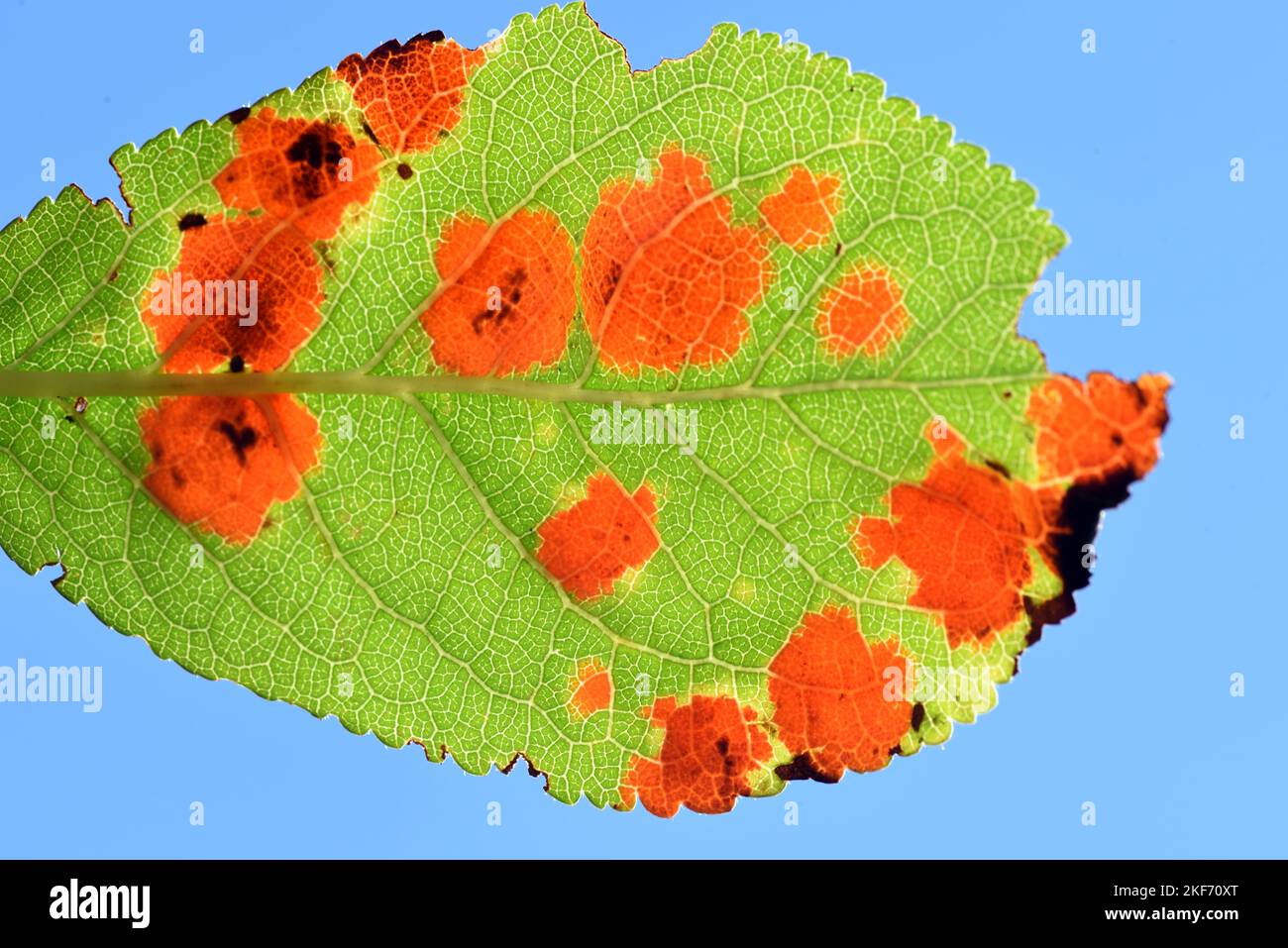 Rust fungus on leaf of plum tree or Fruit Tree Leaf Infected by Leaf Fungus Back Lit Showing Leaf Veins Stock Photo