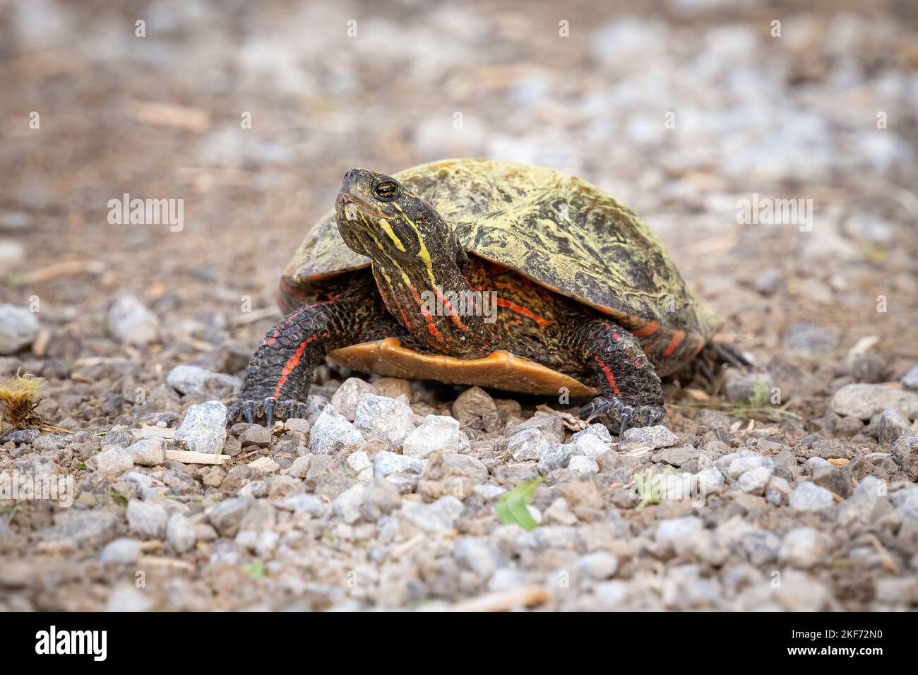 Country turtle hi-res stock photography and images - Alamy