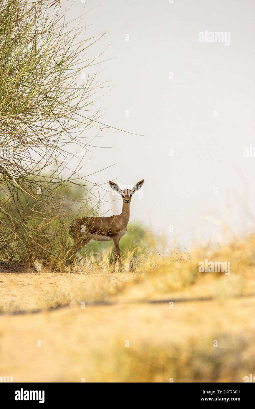 Arabian gazelle hi-res stock photography and images - Alamy