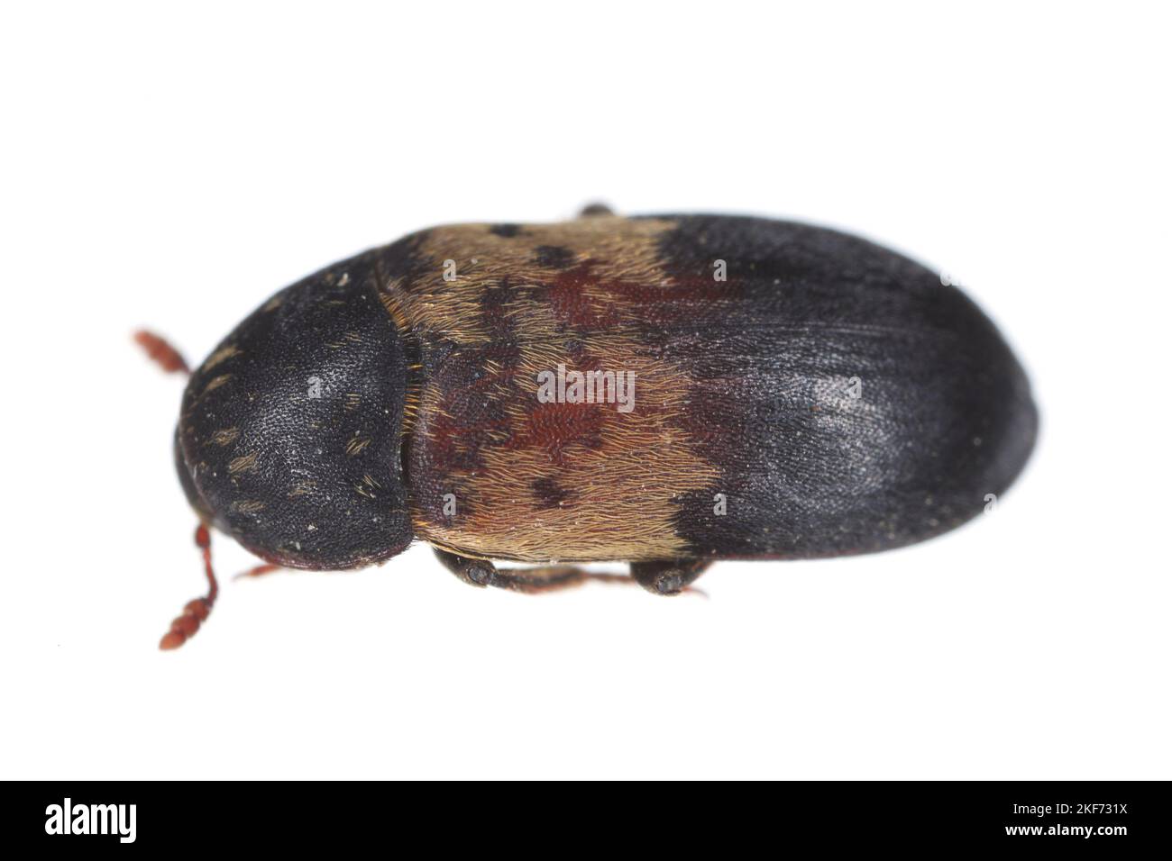 Dermestes lardarius, commonly known as the larder beetle from the