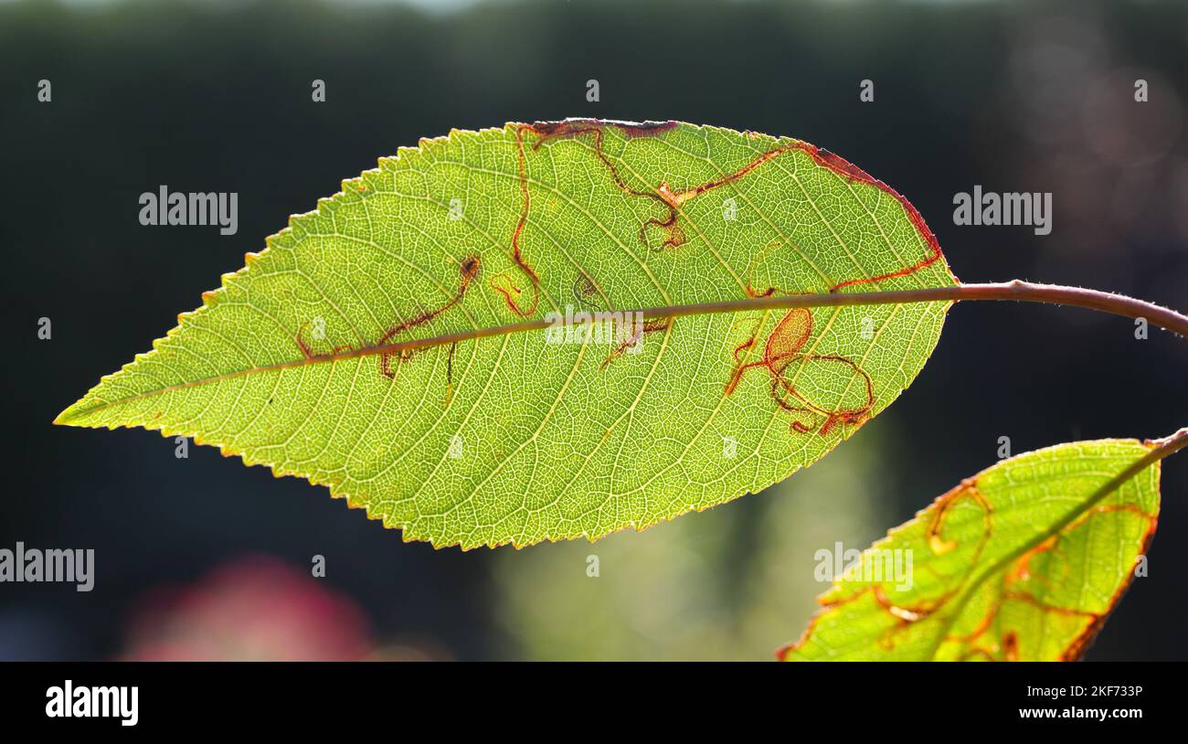 Apple leafminer, Clerk's snowy bentwing (Lyonetia clerkella), larva in a mine in a cherry leaf, Prunus avium. Stock Photo
