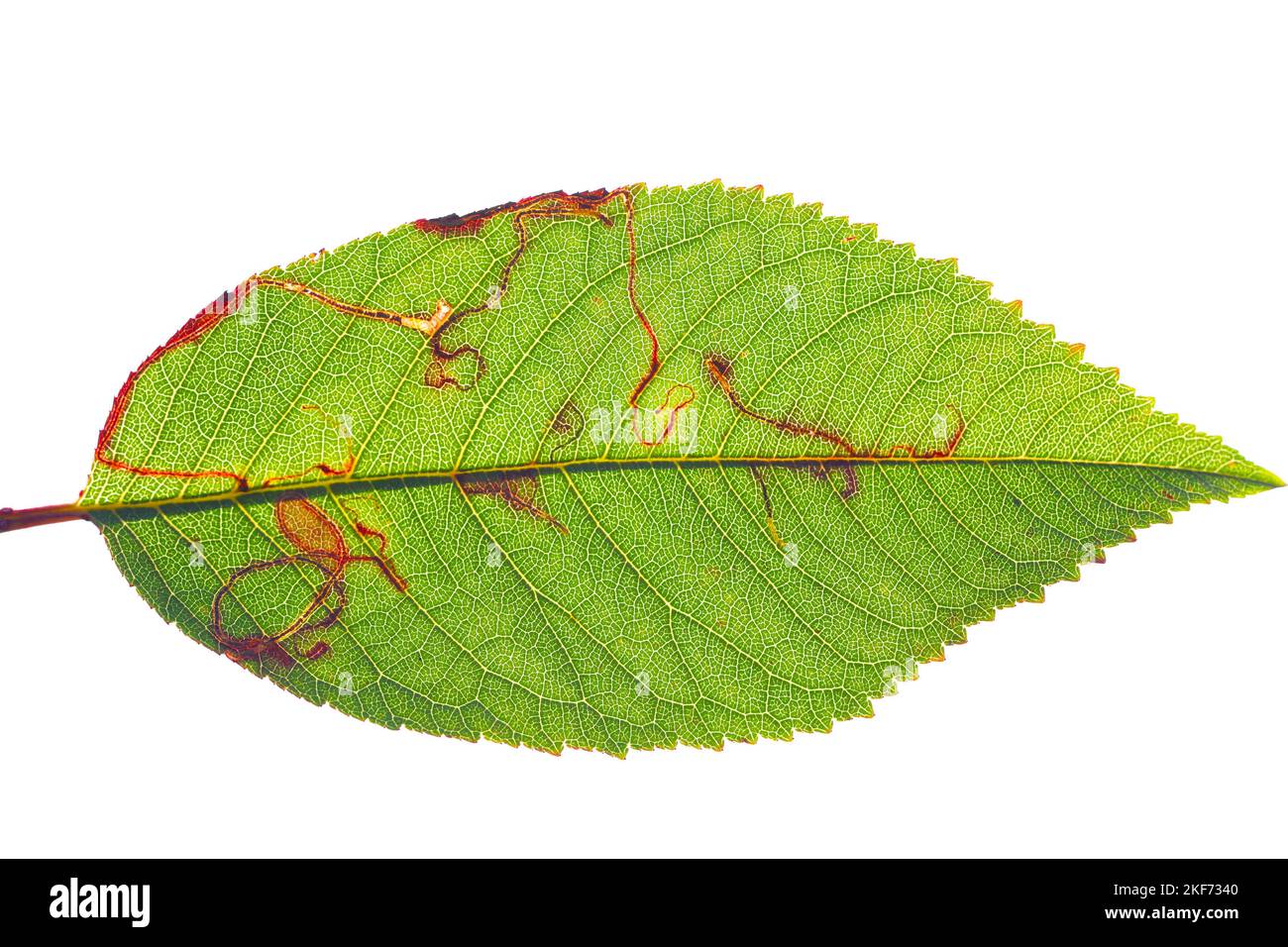 Apple leafminer, Clerk's snowy bentwing (Lyonetia clerkella), larva in a mine in a cherry leaf, Prunus avium. Stock Photo