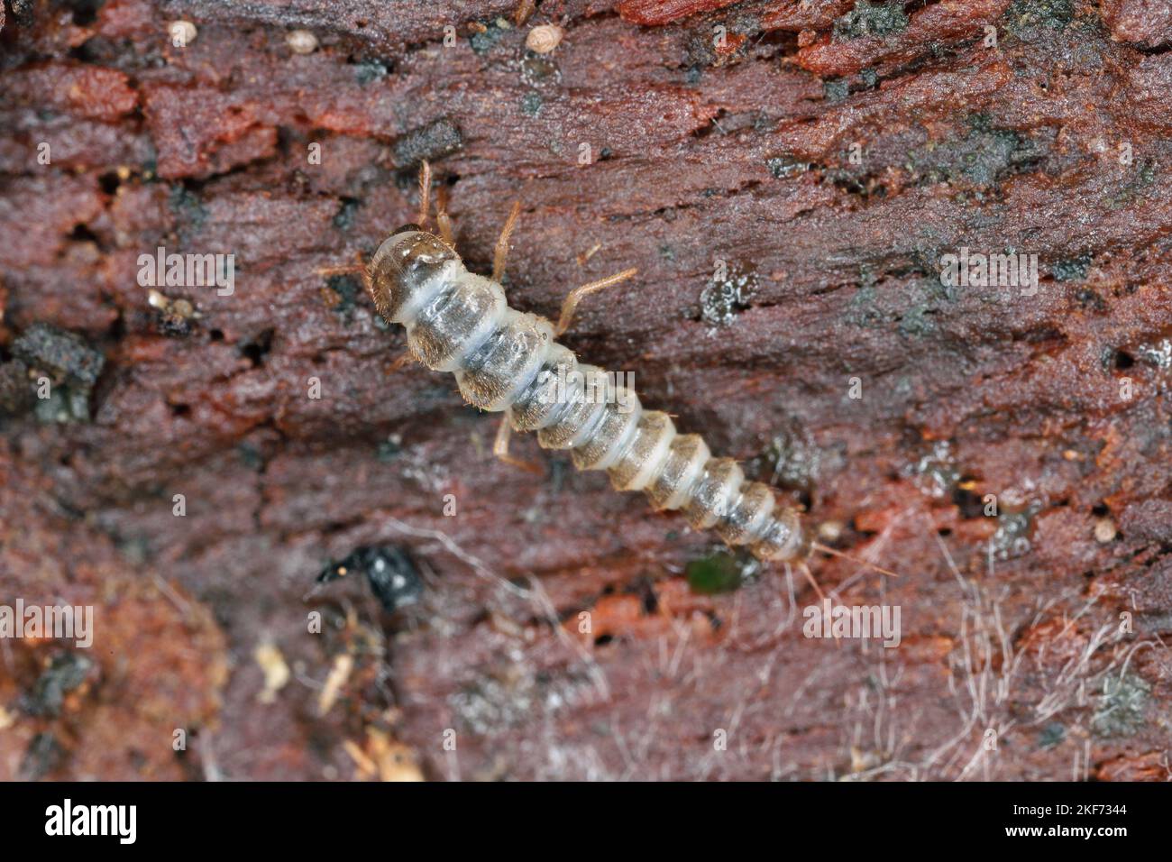 The larva of a beetle of the family Staphylinidae, rove beetles under the bark of a tree. Stock Photo