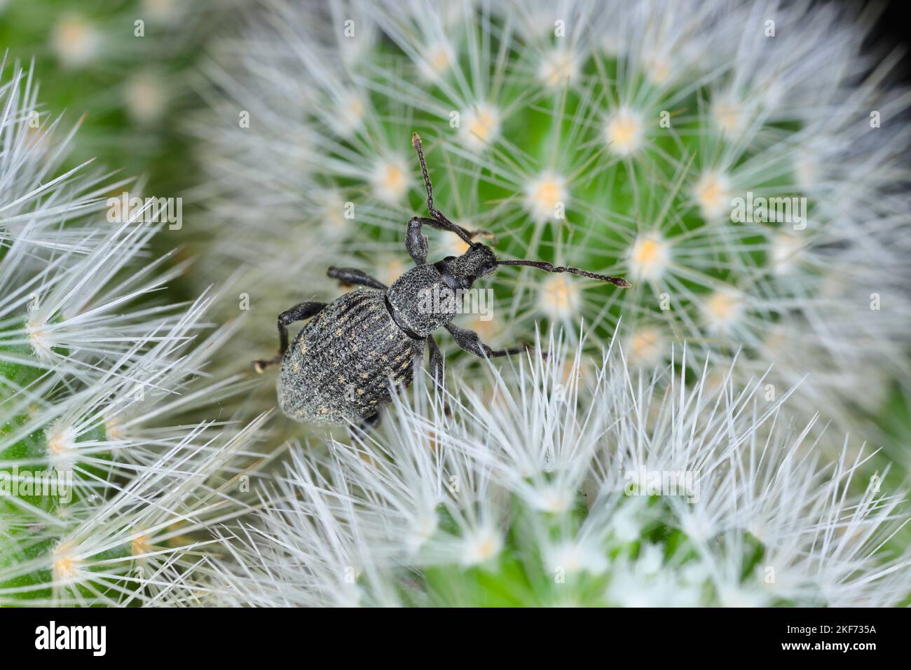 Beetle of Otiorhynchus, sometimes Otiorrhynchus on a cactus. Many of them e.i. black vine weevil (O. sulcatus) or strawberry root weevil (O. ovatus. Stock Photo